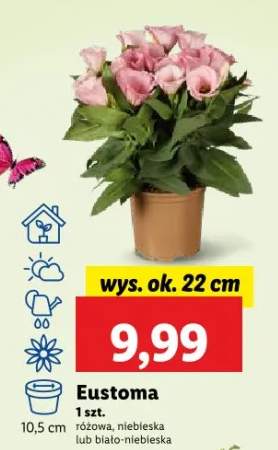eustoma