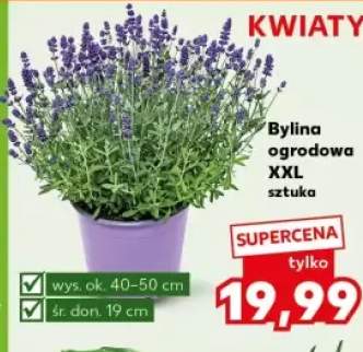 bylina