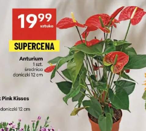 anturium