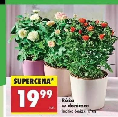 róża w doniczce