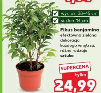 fikus