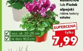 fiołek