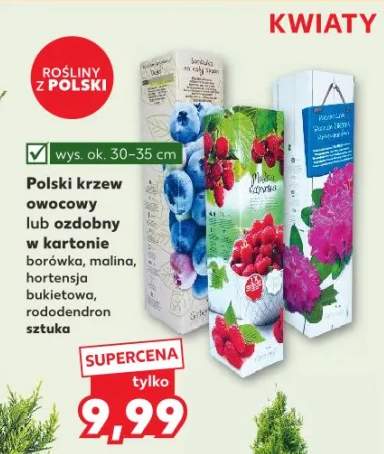krzew owocowy