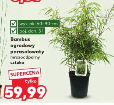 bambus