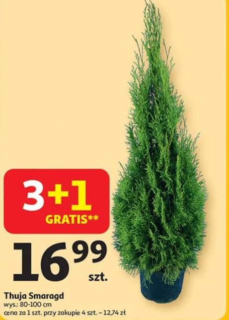 tuja szmaragd