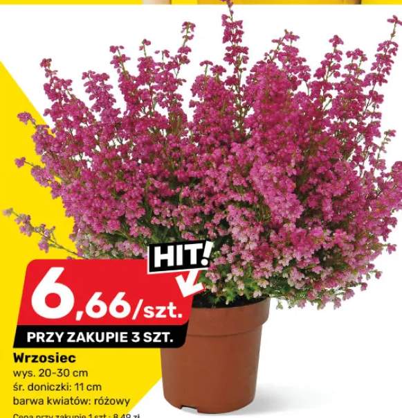 wrzosiec