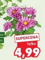 kwiaty ogrodowe