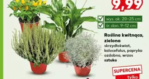 rośliny ogrodowe