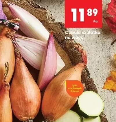 cebula szalotka