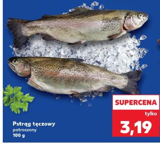 pstrąg tęczowy