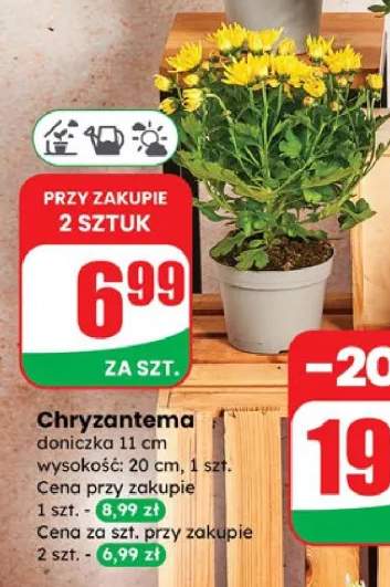 chryzantema