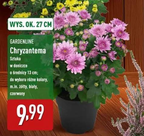 chryzantema
