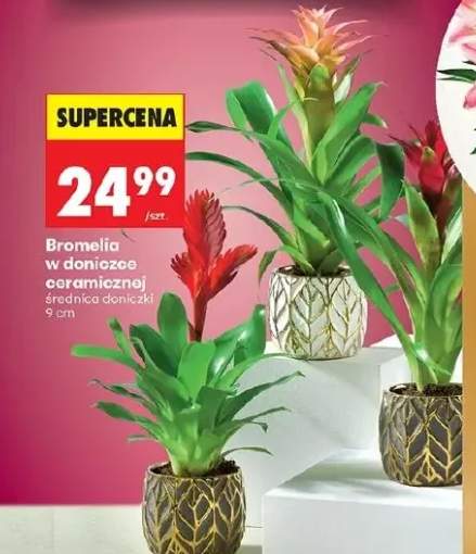 bromelia