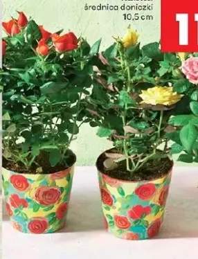 róża w doniczce