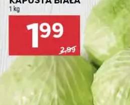 kapusta biała