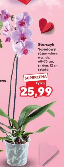 Storczyk 1-pędowy różne kolory