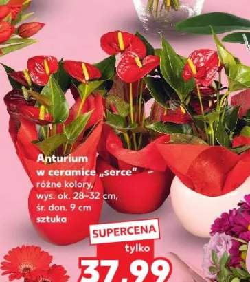 Anturium w ceramice "serce" różne kolory