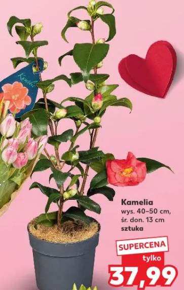 Kamelia wys. 40-50 cm, śr. don. 15 cm sztuka