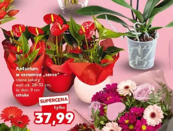 Anturium w ceramice 'serce' różne kolory