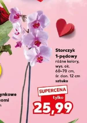 Storczyk 1-pędowy różne kolory