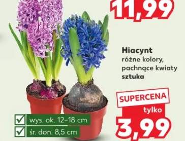 Hiacynt różne kolory, pachnące kwiaty