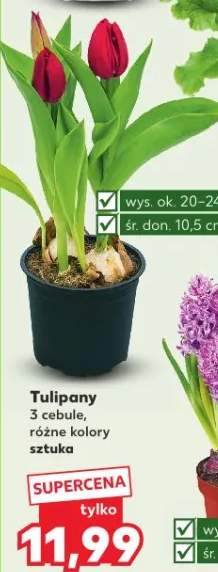 Tulipany 3 cebule, różne kolory