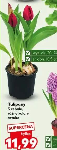 Tulipany 3 cebule, różne kolory