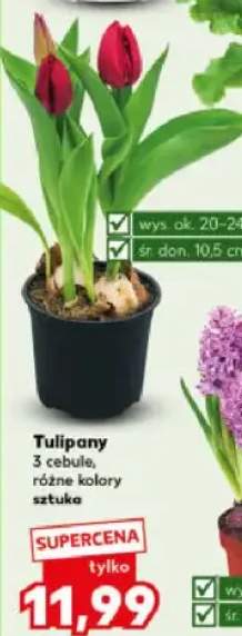 Tulipany 3 cebule, różne kolory sztuka