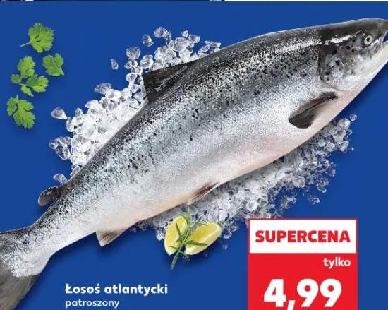 łosoś świeży