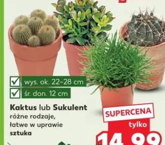 Sukulent różne rodzaje 