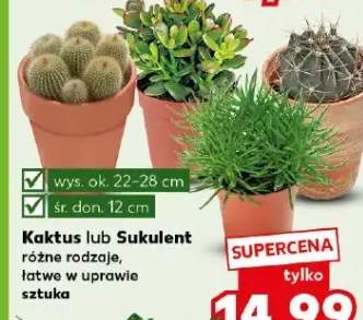 Kaktus lub Sukulent różne rodzaje łatwe w uprawie sztuka