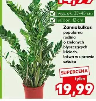 Zamiokulkas popularna roślina o zielonych błyszczących liściach, łatwa w uprawie