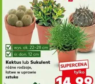 Kaktus lub sukulent różne rodzaje, łatwe w uprawie