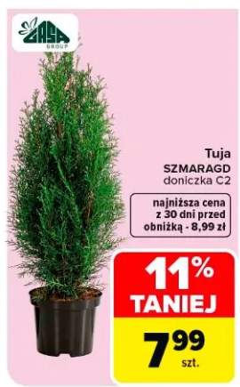 tuja
