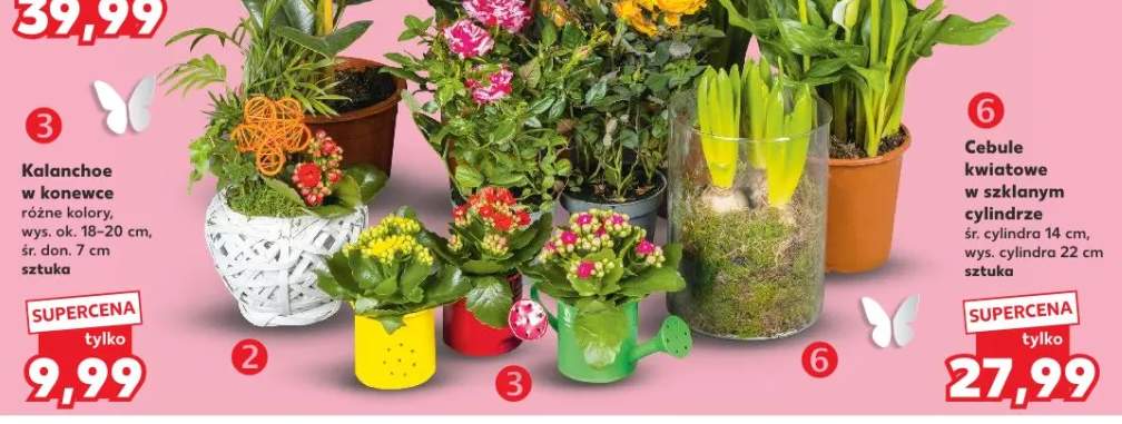 Kalanchoe w kokaronce