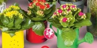 Kalanchoe w kokaronce