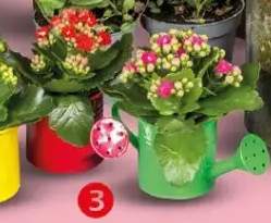 Kalanchoe w konewce różne kolory