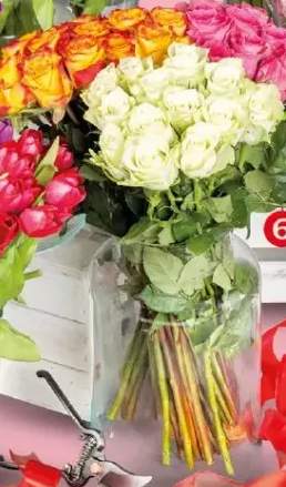 Róże Fairtrade różne kolory