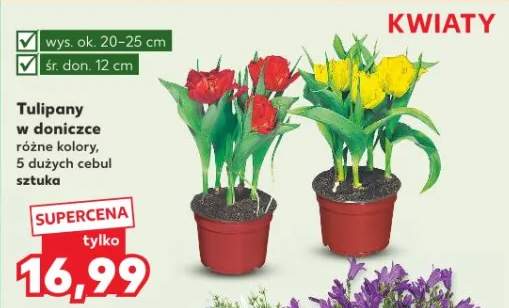 Tulipany w doniczce różne kolory, 5 dużych cebul
