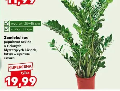 Zamiokulkas popularna roślina o zielonych błyszczących liściach, łatwa w uprawie sztuka