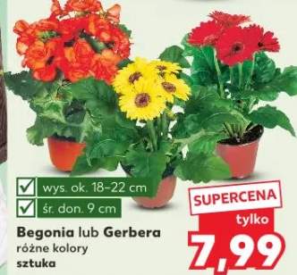 Begonia lub Gerbera różne kolory