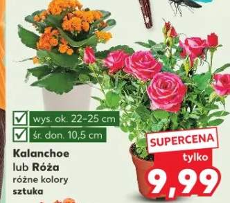 Kalanchoe lub Róża różne kolory
