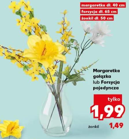 Margaretka gałązka