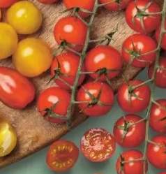 Pomidory triomix