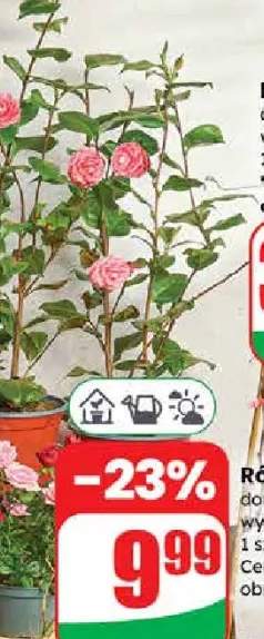 róża w doniczce