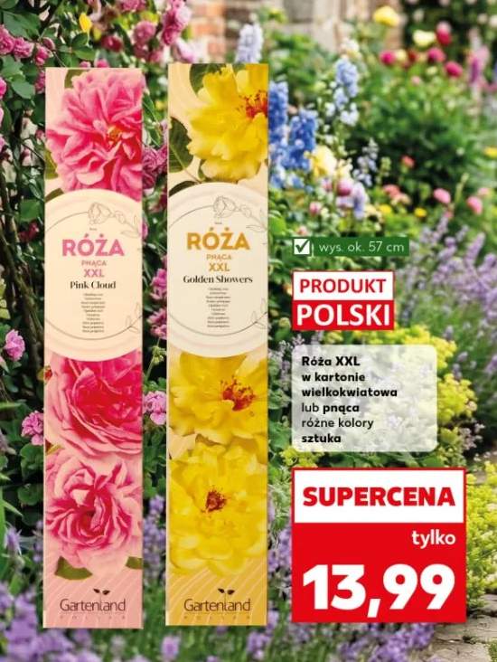 róża sadzonka