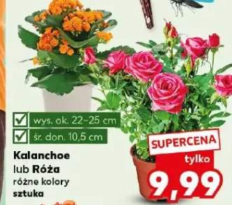 Kalanchoe lub Róża różne kolory