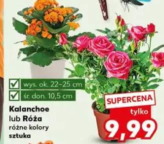 Kalanchoe lub Róża różne kolory sztuka