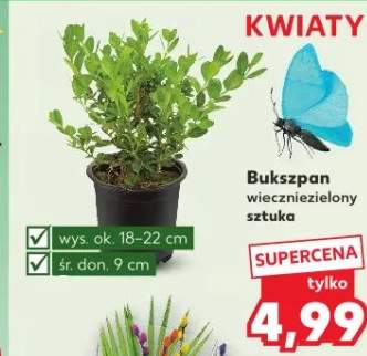 Bukszpan wiecznie zielony