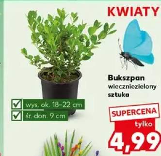 Bukszpan wiecznie zielony sztuka
